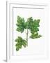 Botany, Trees, Aceraceae, Leaves and Flowers of Field Maple Acer Campestre-null-Framed Giclee Print