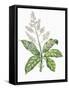 Botany, Trees, Anacardiaceae, Leaves and Flowers of Mango Mangifera Indica-null-Framed Stretched Canvas