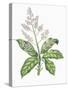 Botany, Trees, Anacardiaceae, Leaves and Flowers of Mango Mangifera Indica-null-Stretched Canvas