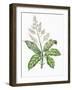 Botany, Trees, Anacardiaceae, Leaves and Flowers of Mango Mangifera Indica-null-Framed Giclee Print