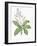 Botany, Trees, Anacardiaceae, Leaves and Flowers of Mango Mangifera Indica-null-Framed Giclee Print