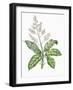 Botany, Trees, Anacardiaceae, Leaves and Flowers of Mango Mangifera Indica-null-Framed Giclee Print