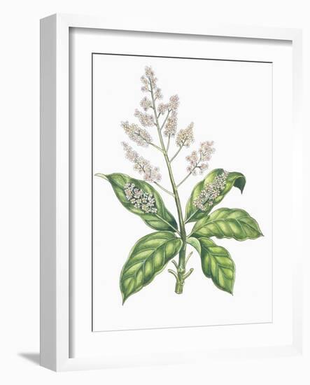 Botany, Trees, Anacardiaceae, Leaves and Flowers of Mango Mangifera Indica-null-Framed Giclee Print
