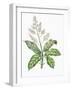 Botany, Trees, Anacardiaceae, Leaves and Flowers of Mango Mangifera Indica-null-Framed Giclee Print