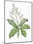 Botany, Trees, Anacardiaceae, Leaves and Flowers of Mango Mangifera Indica-null-Mounted Giclee Print