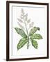 Botany, Trees, Anacardiaceae, Leaves and Flowers of Mango Mangifera Indica-null-Framed Giclee Print