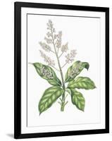 Botany, Trees, Anacardiaceae, Leaves and Flowers of Mango Mangifera Indica-null-Framed Giclee Print