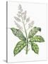 Botany, Trees, Anacardiaceae, Leaves and Flowers of Mango Mangifera Indica-null-Stretched Canvas