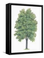 Botany, Trees, Betulaceae, European Hop-Hornbeam Ostrya Carpinifolia-null-Framed Stretched Canvas