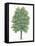 Botany, Trees, Betulaceae, European Hop-Hornbeam Ostrya Carpinifolia-null-Framed Stretched Canvas
