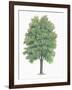Botany, Trees, Betulaceae, European Hop-Hornbeam Ostrya Carpinifolia-null-Framed Giclee Print