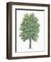 Botany, Trees, Betulaceae, European Hop-Hornbeam Ostrya Carpinifolia-null-Framed Giclee Print