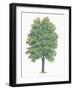 Botany, Trees, Betulaceae, European Hop-Hornbeam Ostrya Carpinifolia-null-Framed Giclee Print