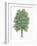 Botany, Trees, Betulaceae, European Hop-Hornbeam Ostrya Carpinifolia-null-Framed Giclee Print