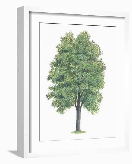 Botany, Trees, Betulaceae, European Hop-Hornbeam Ostrya Carpinifolia-null-Framed Giclee Print