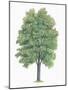 Botany, Trees, Betulaceae, European Hop-Hornbeam Ostrya Carpinifolia-null-Mounted Giclee Print
