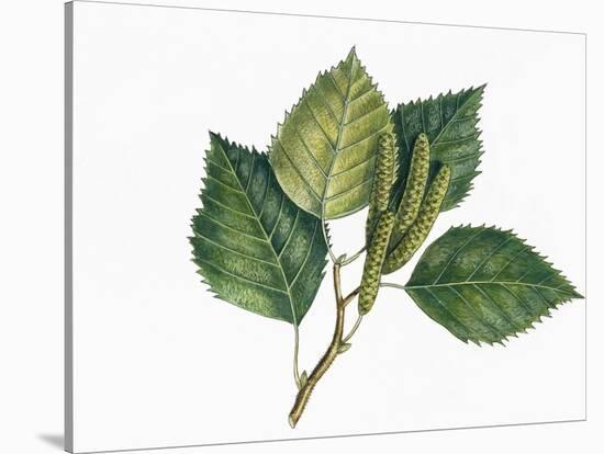 Botany, Trees, Betulaceae, Leaves and Fruits of European White Birch Betula Pubescens-null-Stretched Canvas