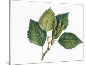 Botany, Trees, Betulaceae, Leaves and Fruits of European White Birch Betula Pubescens-null-Stretched Canvas