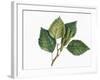 Botany, Trees, Betulaceae, Leaves and Fruits of European White Birch Betula Pubescens-null-Framed Giclee Print