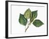 Botany, Trees, Betulaceae, Leaves and Fruits of European White Birch Betula Pubescens-null-Framed Giclee Print