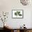 Botany, Trees, Betulaceae, Leaves and Fruits of European White Birch Betula Pubescens-null-Framed Stretched Canvas displayed on a wall