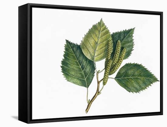 Botany, Trees, Betulaceae, Leaves and Fruits of European White Birch Betula Pubescens-null-Framed Stretched Canvas