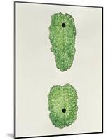 Botany, Trees, Comparison Between Foliage of Trees in Clearing and Trees in Windy Areas-null-Mounted Giclee Print