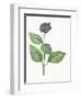 Botany, Trees, Cornaceae, Leaves and Fruits of Common Dogwood Cornus Sanguinea-null-Framed Giclee Print