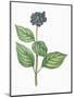 Botany, Trees, Cornaceae, Leaves and Fruits of Common Dogwood Cornus Sanguinea-null-Mounted Giclee Print