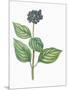 Botany, Trees, Cornaceae, Leaves and Fruits of Common Dogwood Cornus Sanguinea-null-Mounted Giclee Print