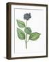 Botany, Trees, Cornaceae, Leaves and Fruits of Common Dogwood Cornus Sanguinea-null-Framed Giclee Print