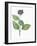 Botany, Trees, Cornaceae, Leaves and Fruits of Common Dogwood Cornus Sanguinea-null-Framed Giclee Print