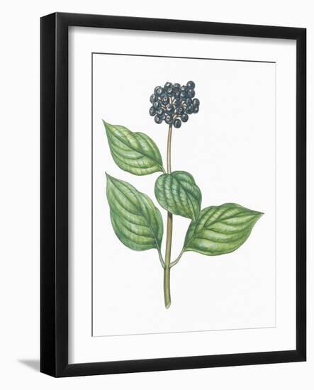 Botany, Trees, Cornaceae, Leaves and Fruits of Common Dogwood Cornus Sanguinea-null-Framed Giclee Print
