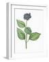 Botany, Trees, Cornaceae, Leaves and Fruits of Common Dogwood Cornus Sanguinea-null-Framed Giclee Print