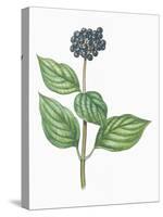 Botany, Trees, Cornaceae, Leaves and Fruits of Common Dogwood Cornus Sanguinea-null-Stretched Canvas