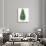 Botany, Trees, Cupressaceae, Eastern Arborvitae Thuja Occidentalis-null-Giclee Print displayed on a wall