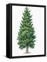 Botany, Trees, Cupressaceae, Eastern Arborvitae Thuja Occidentalis-null-Framed Stretched Canvas