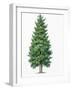 Botany, Trees, Cupressaceae, Eastern Arborvitae Thuja Occidentalis-null-Framed Giclee Print