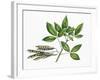 Botany, Trees, Fabaceae, Trifoliate Leaves and Fruits of Common Laburnum Laburnum Anagyroides-null-Framed Giclee Print