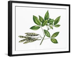 Botany, Trees, Fabaceae, Trifoliate Leaves and Fruits of Common Laburnum Laburnum Anagyroides-null-Framed Giclee Print