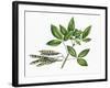 Botany, Trees, Fabaceae, Trifoliate Leaves and Fruits of Common Laburnum Laburnum Anagyroides-null-Framed Giclee Print