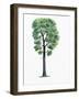 Botany, Trees, Fagaceae, Downy Oak Quercus Pubescens-null-Framed Giclee Print