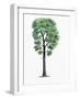 Botany, Trees, Fagaceae, Downy Oak Quercus Pubescens-null-Framed Giclee Print