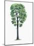 Botany, Trees, Fagaceae, Downy Oak Quercus Pubescens-null-Mounted Giclee Print