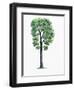 Botany, Trees, Fagaceae, Downy Oak Quercus Pubescens-null-Framed Giclee Print