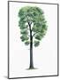 Botany, Trees, Fagaceae, Downy Oak Quercus Pubescens-null-Mounted Giclee Print