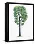 Botany, Trees, Fagaceae, Downy Oak Quercus Pubescens-null-Framed Stretched Canvas