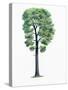 Botany, Trees, Fagaceae, Downy Oak Quercus Pubescens-null-Stretched Canvas