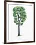 Botany, Trees, Fagaceae, Downy Oak Quercus Pubescens-null-Framed Giclee Print