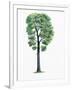 Botany, Trees, Fagaceae, Downy Oak Quercus Pubescens-null-Framed Giclee Print
